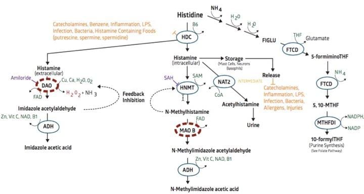 Histamine Pathway